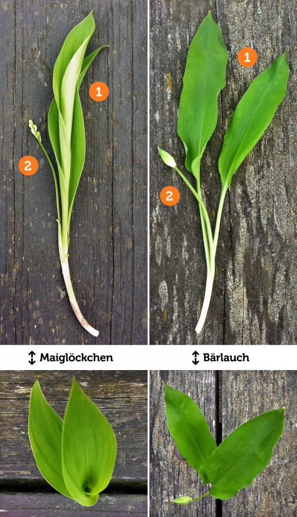 Maiglöckchen vs. Bärlauch